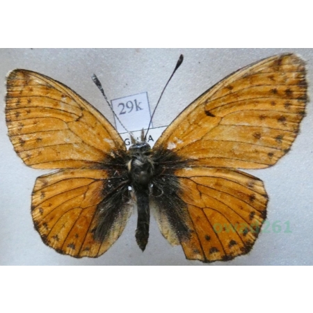 Boloria generator Staudinger, 1886 Kyrgyzstan29k